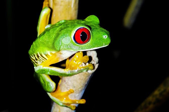 Rainforest after dark